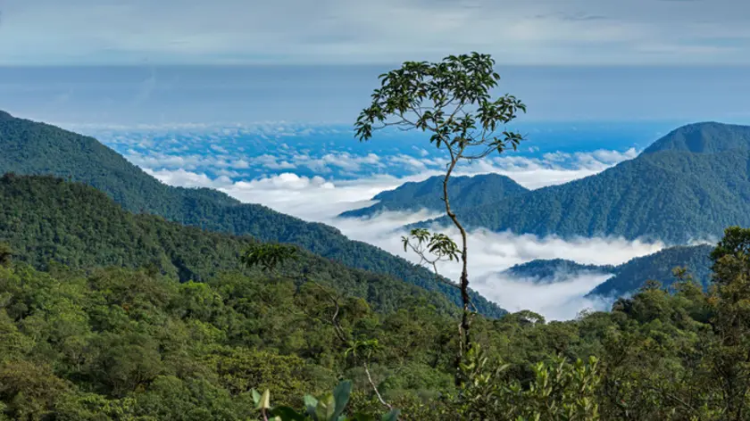 Amazonas