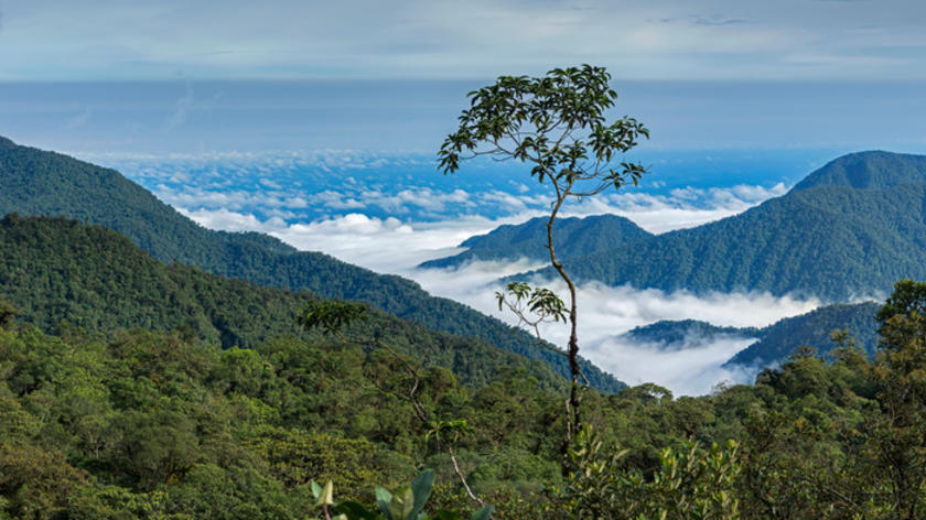 Amazonas